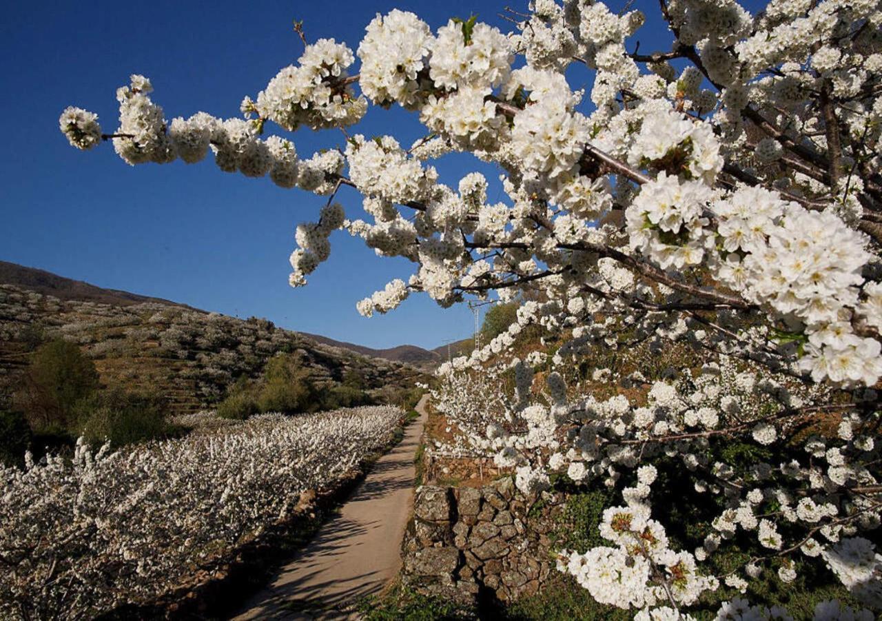 Casas del Monte Casa Rural Arbequina, Refugio De Primavera מראה חיצוני תמונה